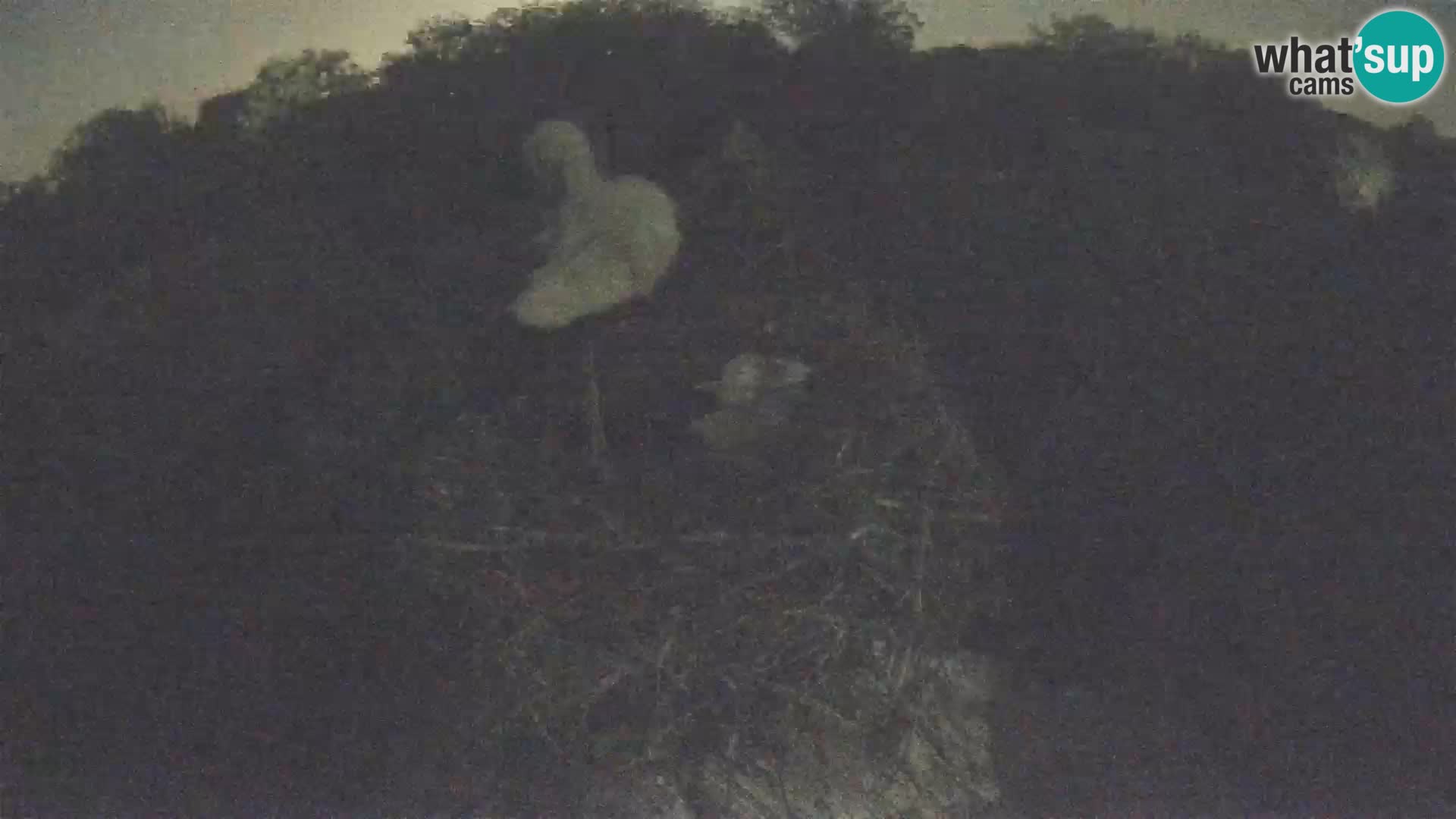 Village européen de cigognes webcam Parc naturel de Lonjsko polje