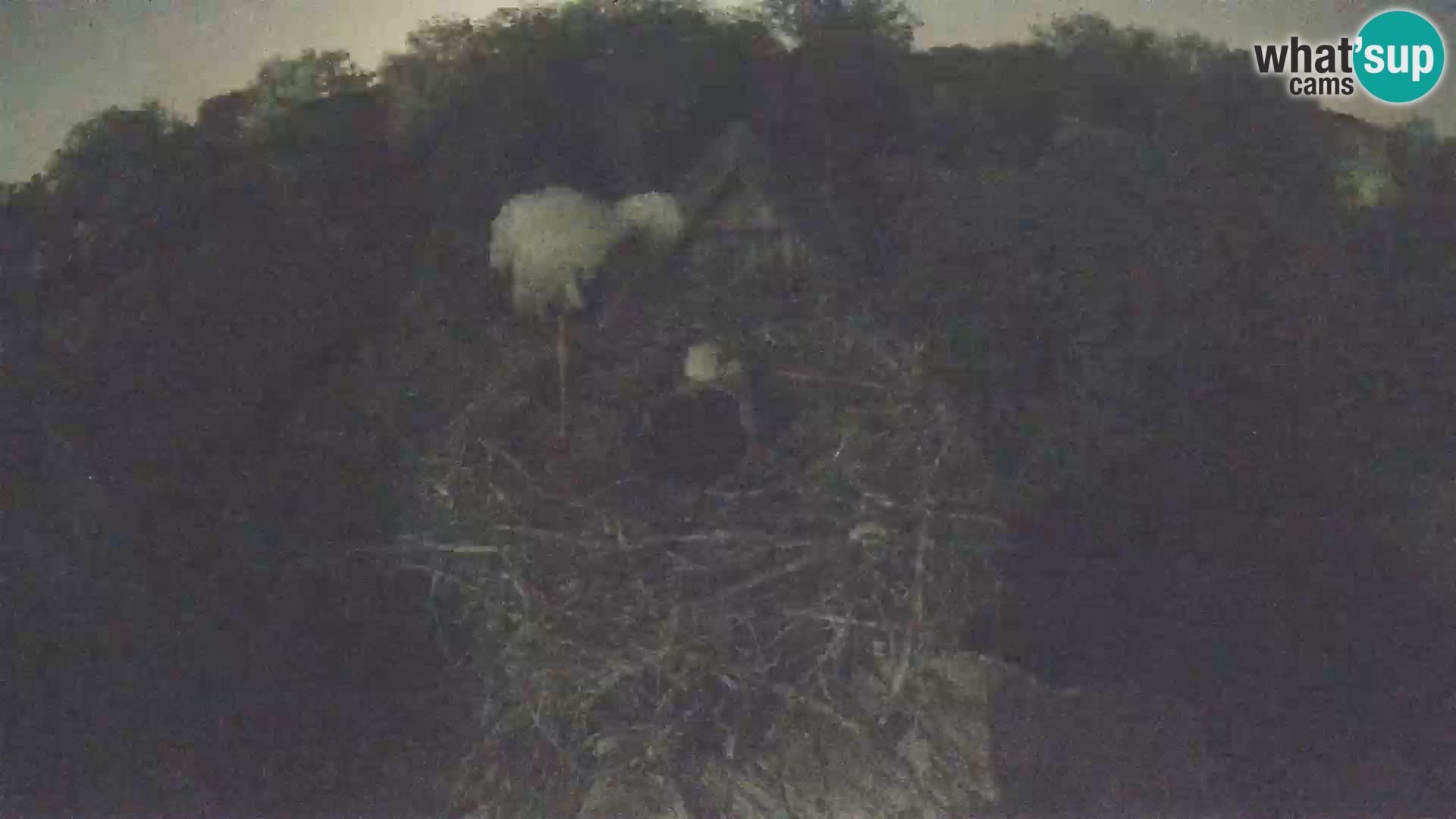 Village européen de cigognes webcam Parc naturel de Lonjsko polje