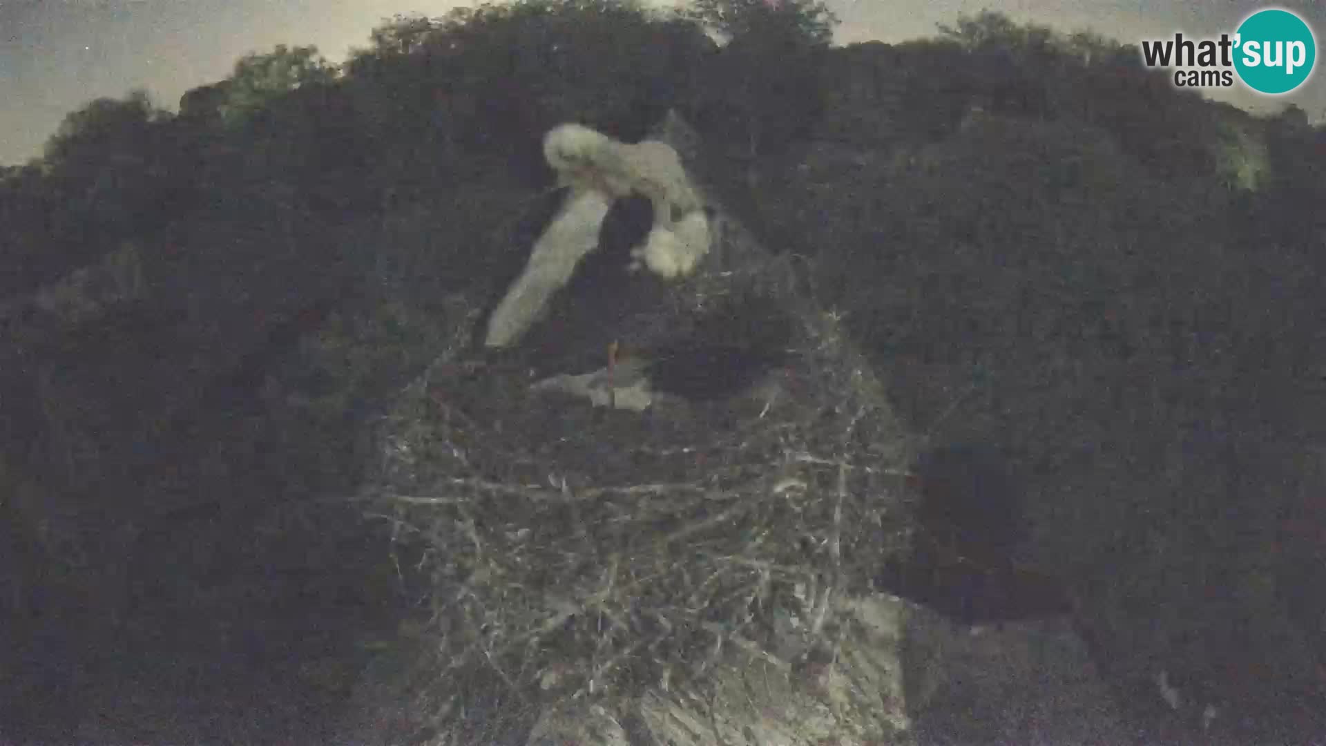 Pueblo europeo de cigüeñas camera en vivo Parque Natural Lonjsko polje