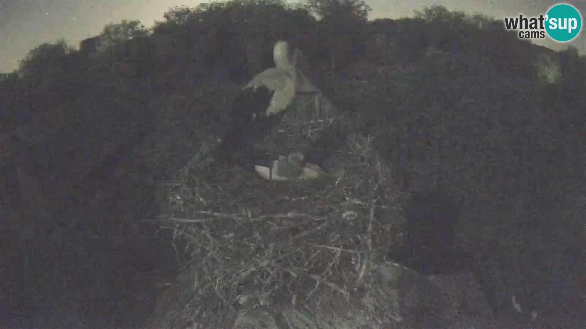 Villaggio delle cicogne europee webcam Parco naturale di Lonjsko polje