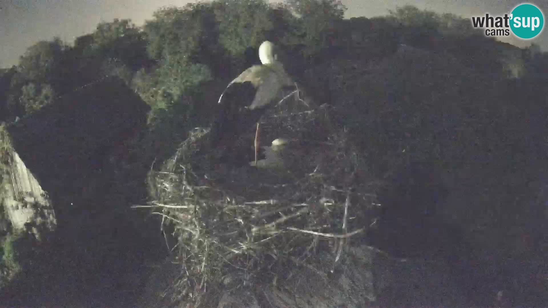 Villaggio delle cicogne europee webcam Parco naturale di Lonjsko polje