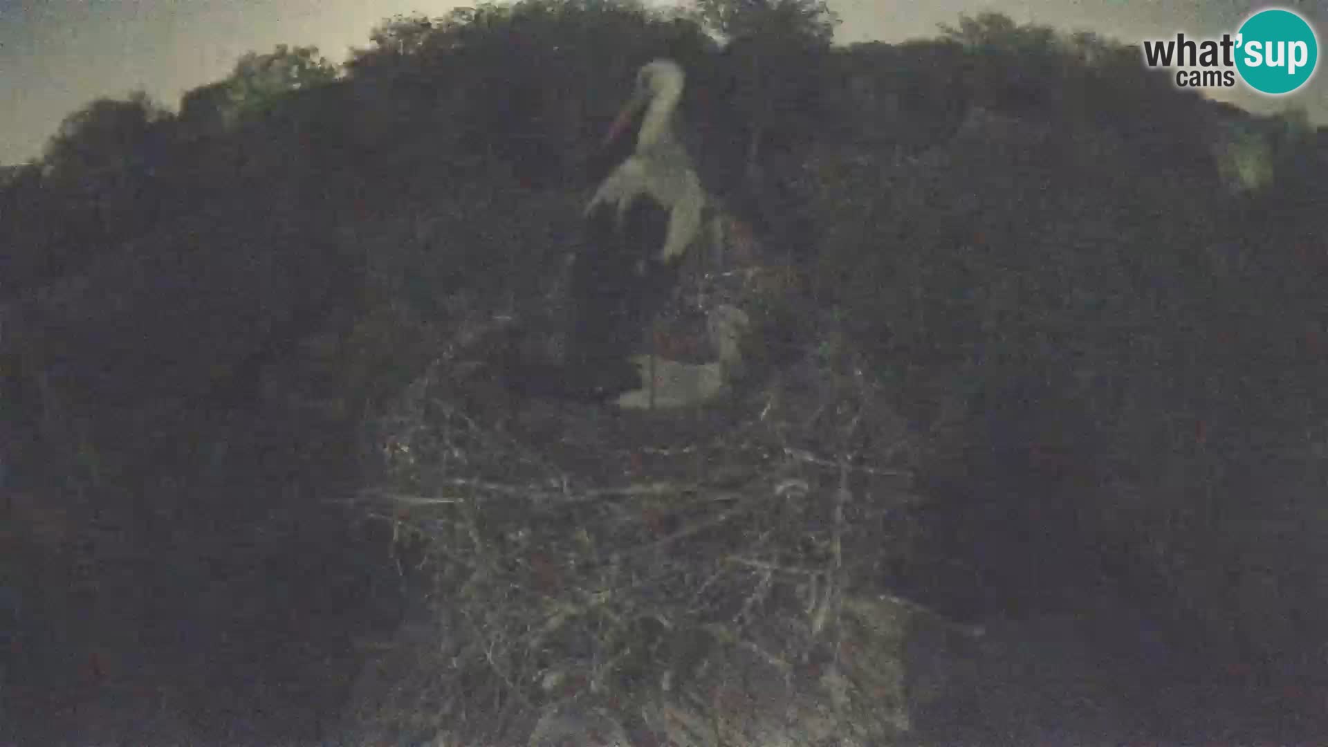 Pueblo europeo de cigüeñas camera en vivo Parque Natural Lonjsko polje