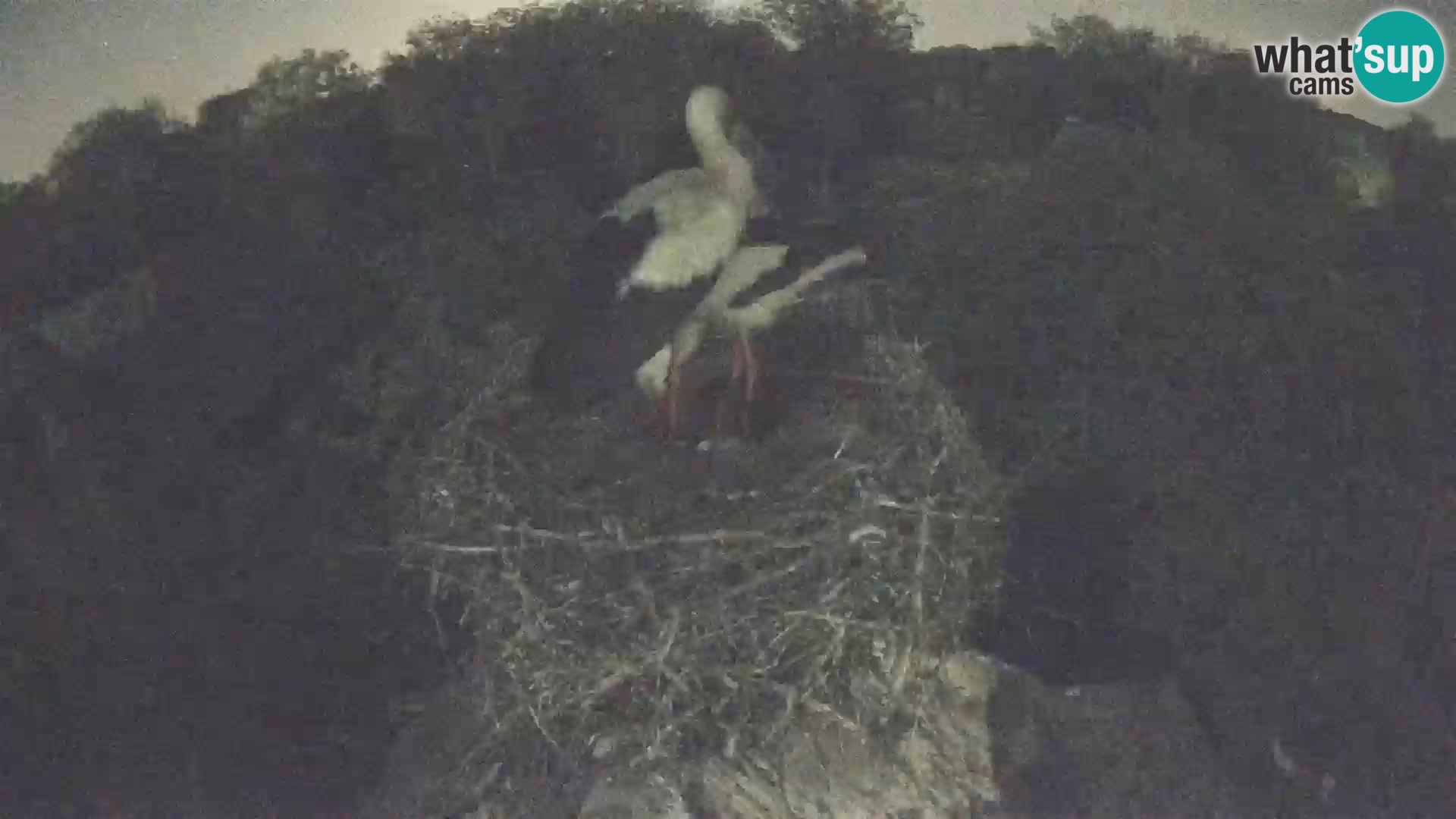 Webcam Europäisches Storchendorf – Naturpark Lonjsko polje