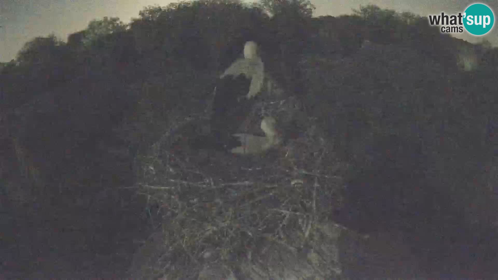 Villaggio delle cicogne europee webcam Parco naturale di Lonjsko polje