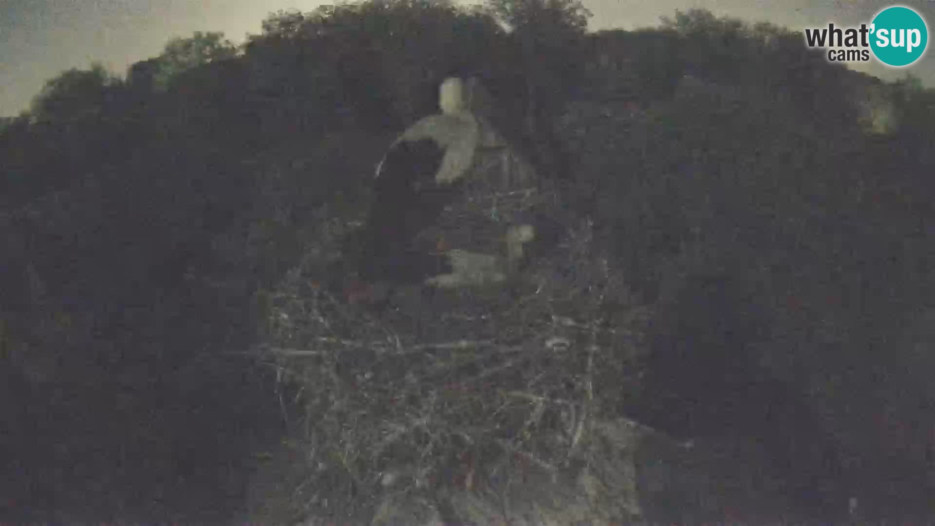 Village européen de cigognes webcam Parc naturel de Lonjsko polje