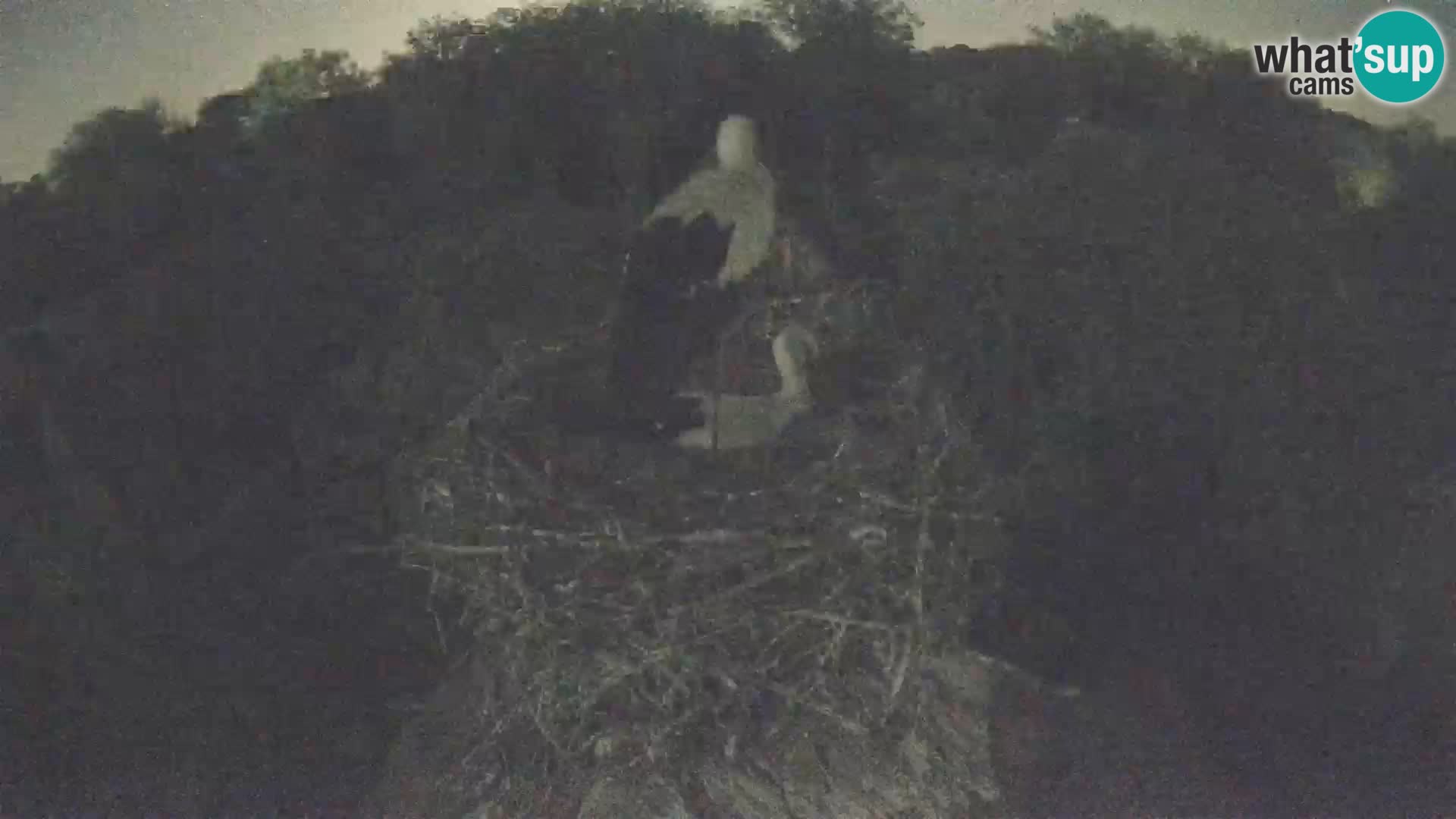 Pueblo europeo de cigüeñas camera en vivo Parque Natural Lonjsko polje