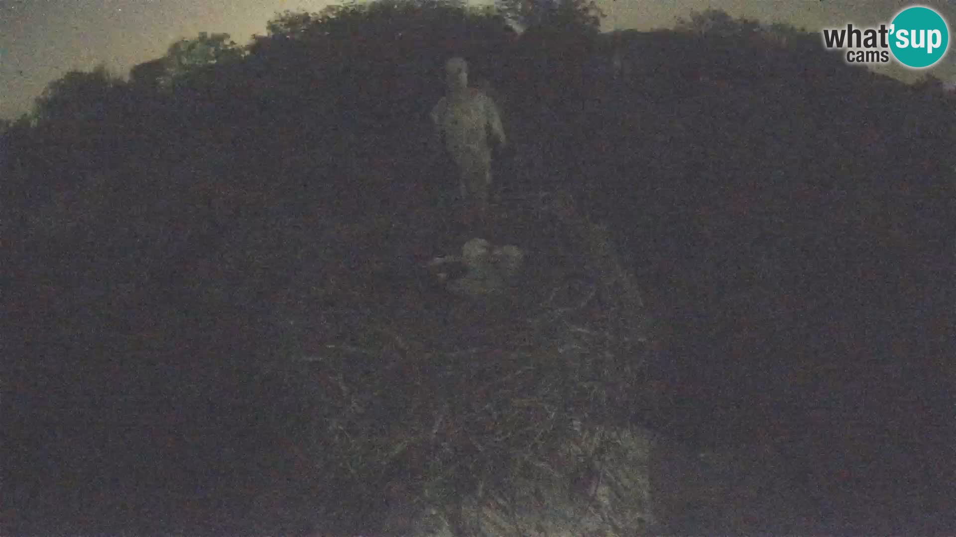 Villaggio delle cicogne europee webcam Parco naturale di Lonjsko polje