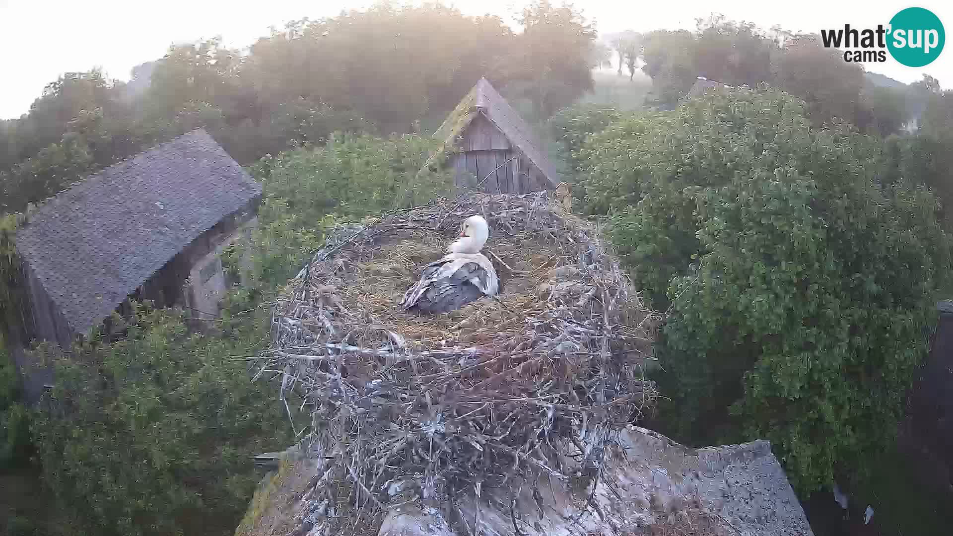 Pueblo europeo de cigüeñas camera en vivo Parque Natural Lonjsko polje