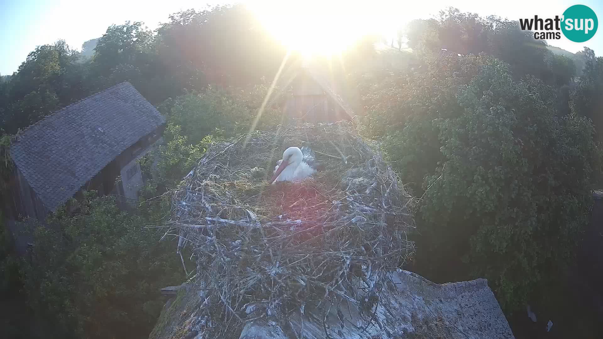 Pueblo europeo de cigüeñas camera en vivo Parque Natural Lonjsko polje