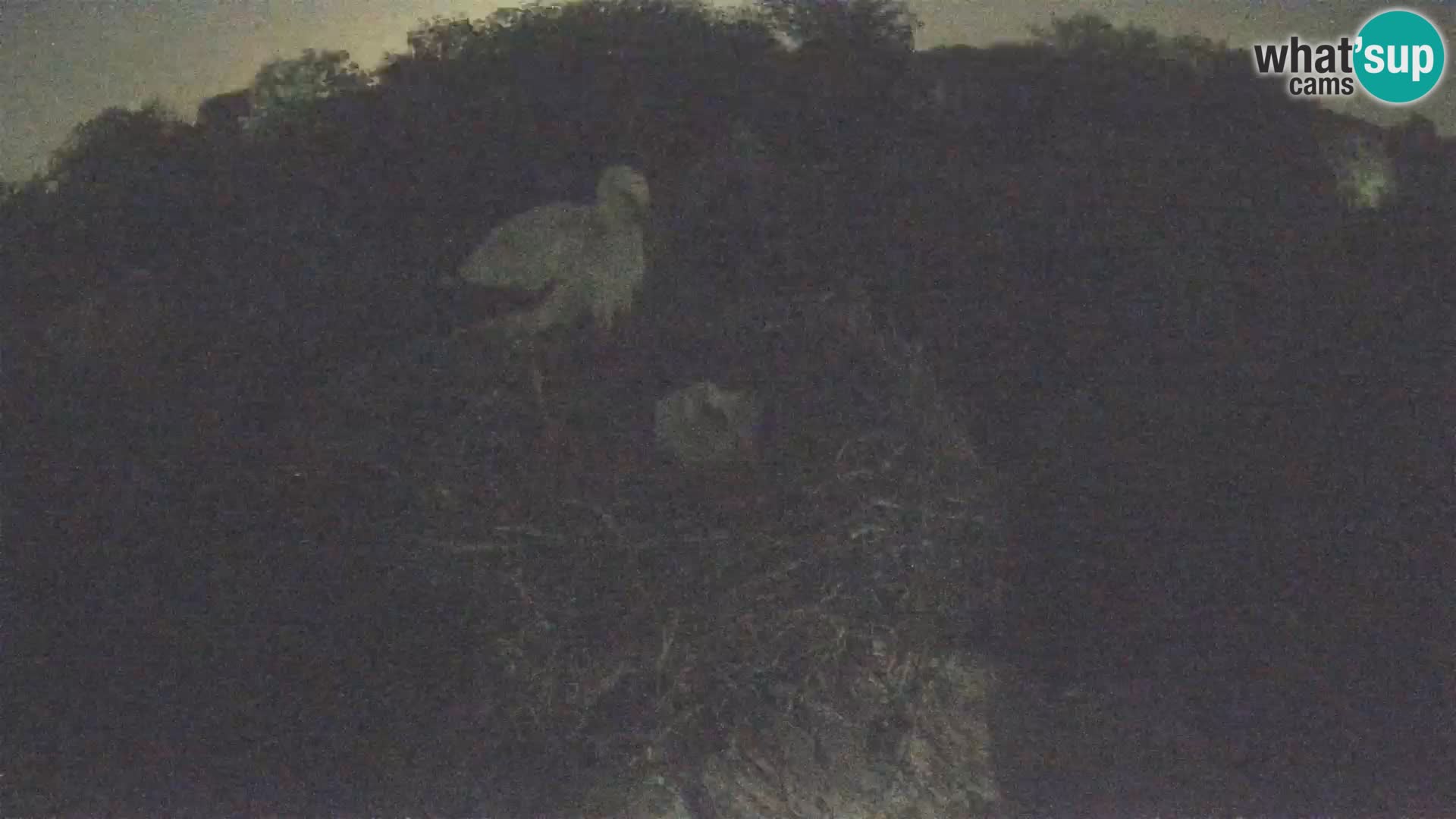 Live webcam European stork village – Lonjsko polje Nature Park