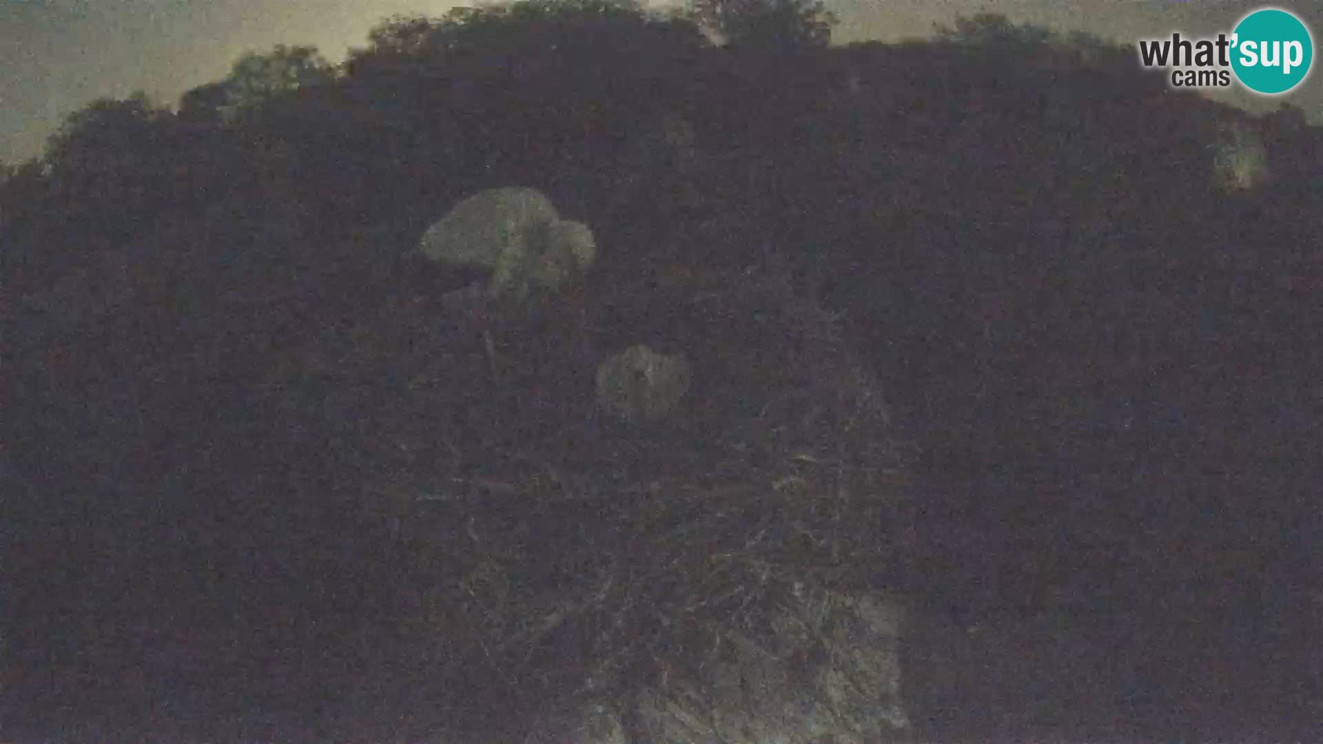Villaggio delle cicogne europee webcam Parco naturale di Lonjsko polje