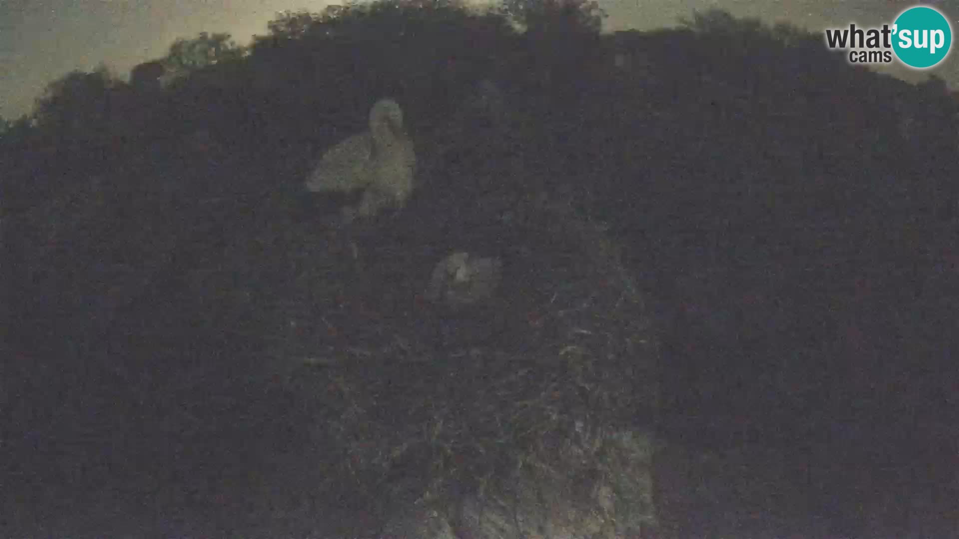 Villaggio delle cicogne europee webcam Parco naturale di Lonjsko polje