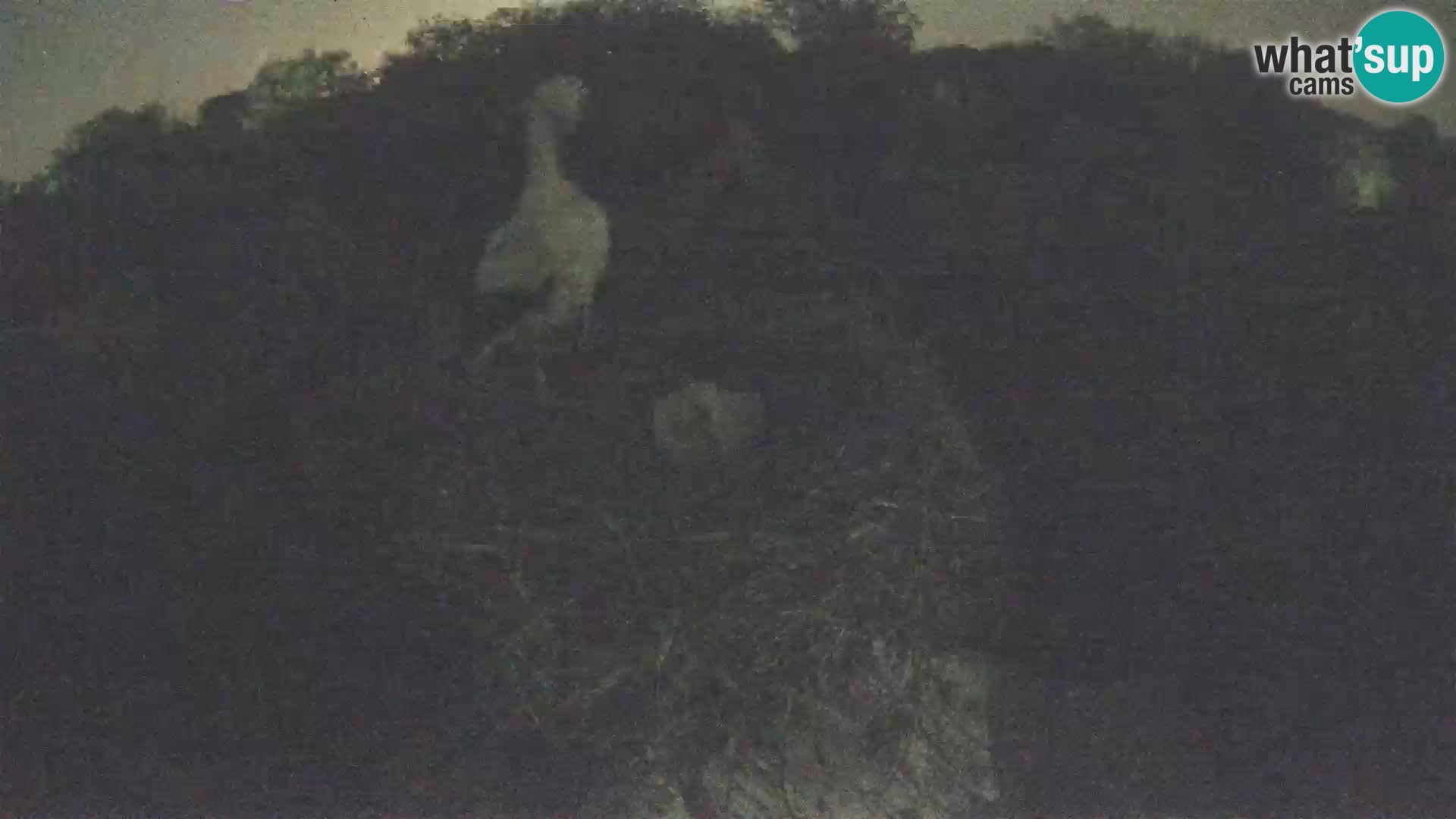 Pueblo europeo de cigüeñas camera en vivo Parque Natural Lonjsko polje