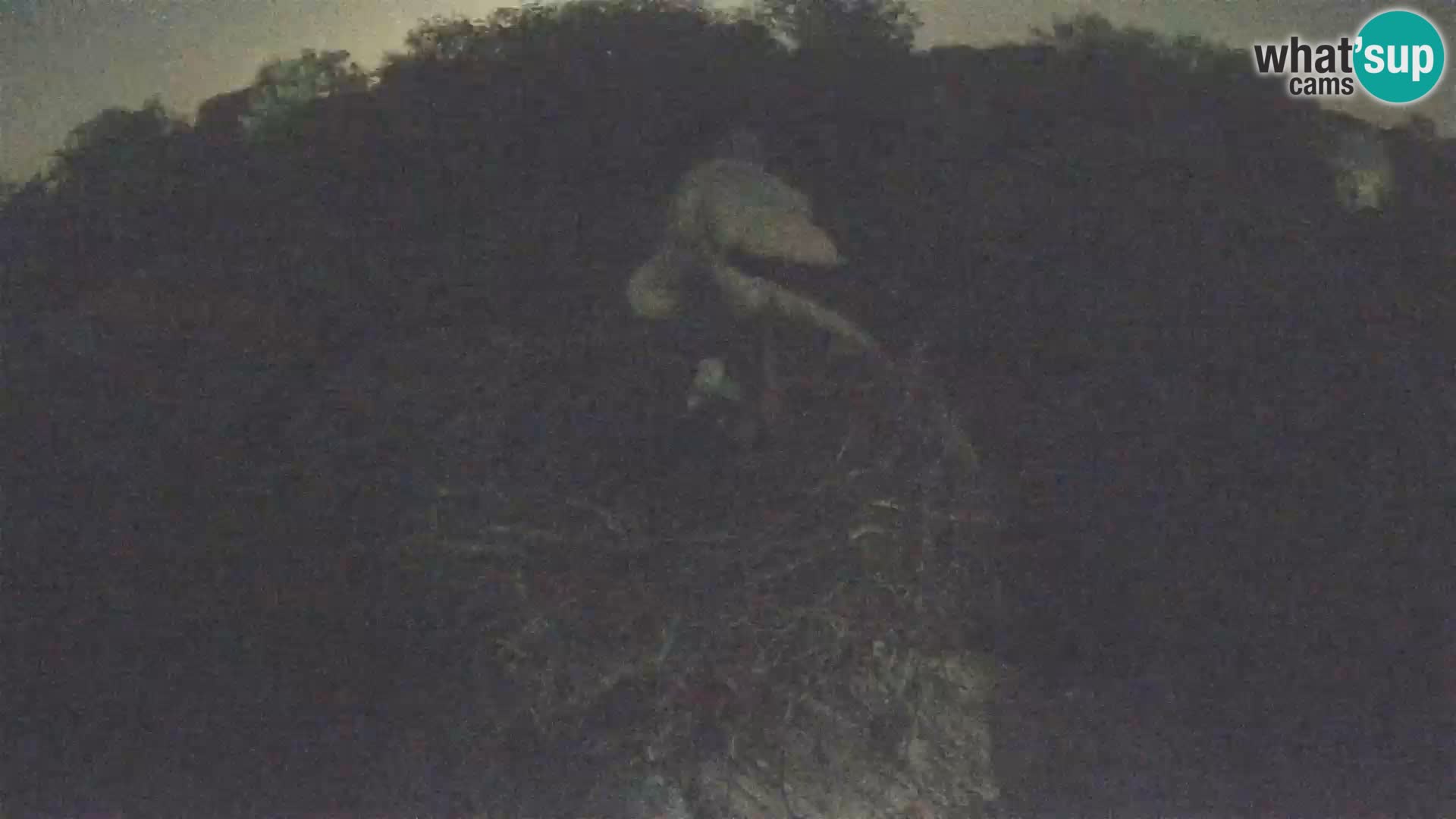Village européen de cigognes webcam Parc naturel de Lonjsko polje