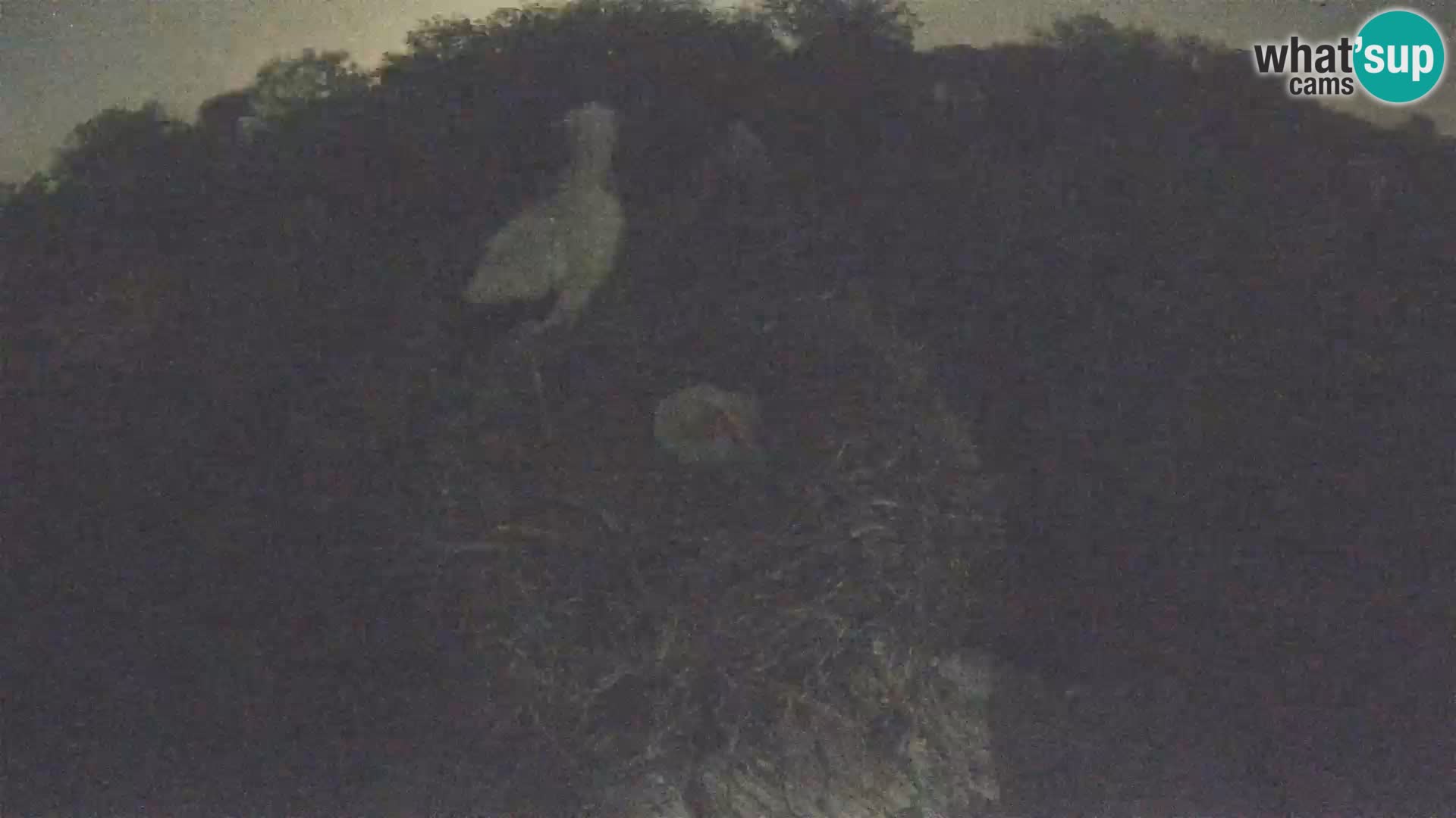 Pueblo europeo de cigüeñas camera en vivo Parque Natural Lonjsko polje
