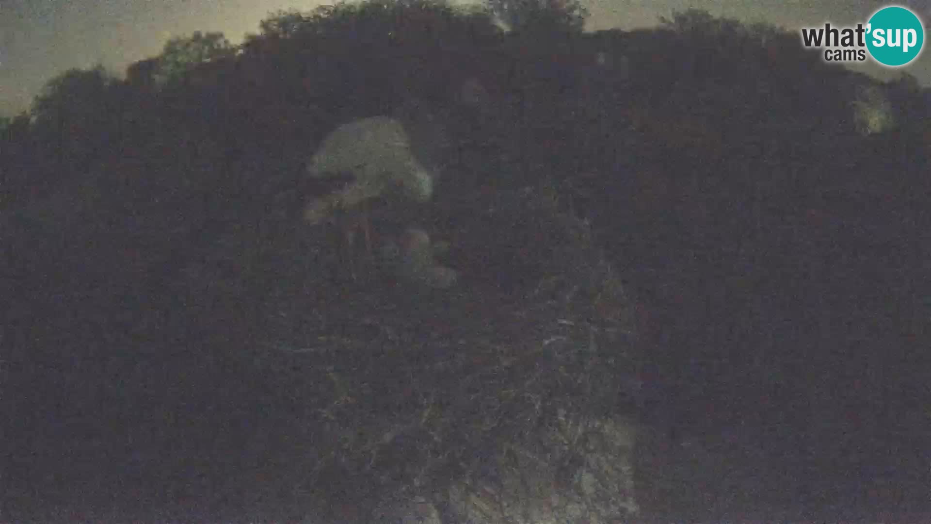 Village européen de cigognes webcam Parc naturel de Lonjsko polje