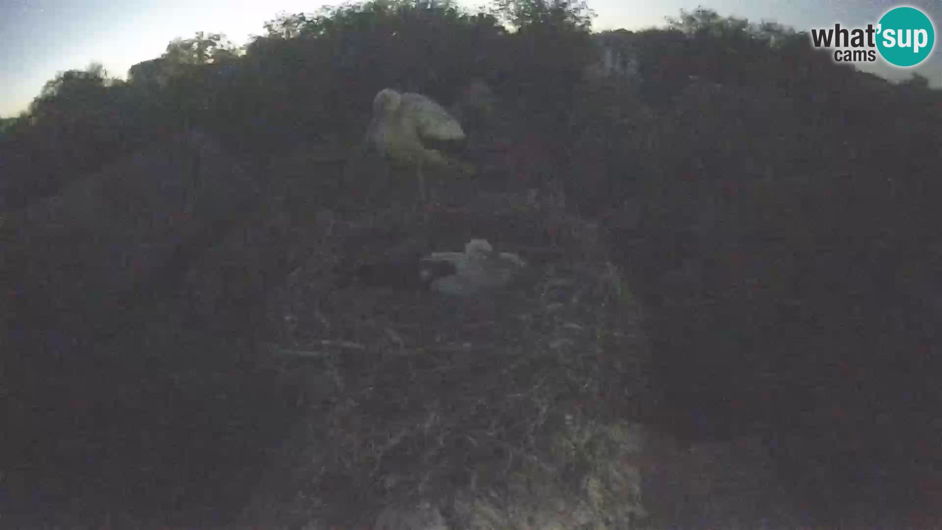 Villaggio delle cicogne europee webcam Parco naturale di Lonjsko polje