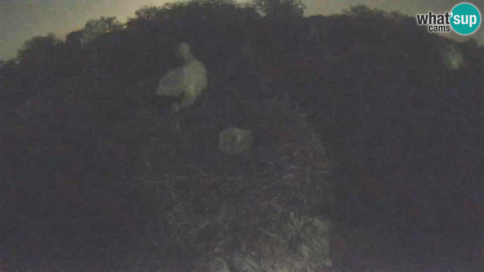 Villaggio delle cicogne europee webcam Parco naturale di Lonjsko polje