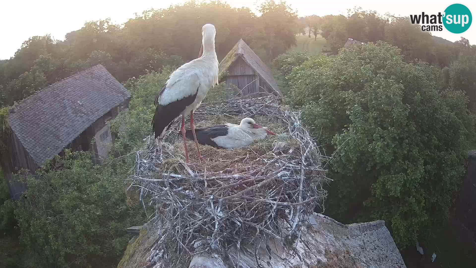 Villaggio delle cicogne europee webcam Parco naturale di Lonjsko polje