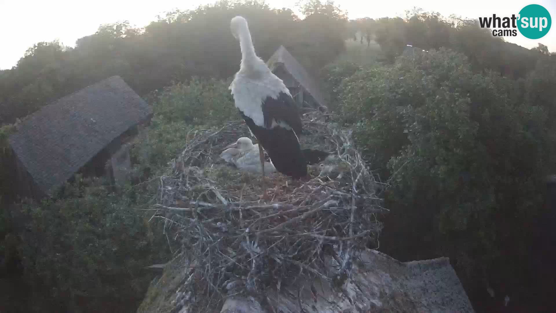 Villaggio delle cicogne europee webcam Parco naturale di Lonjsko polje