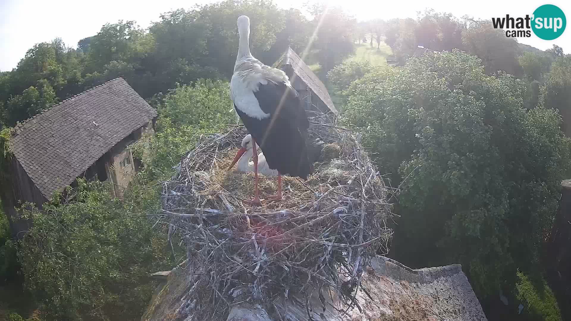 U živo Europsko selo roda – Park prirode Lonjsko polje