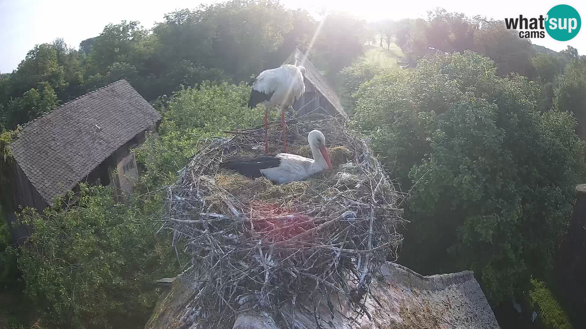 U živo Europsko selo roda – Park prirode Lonjsko polje