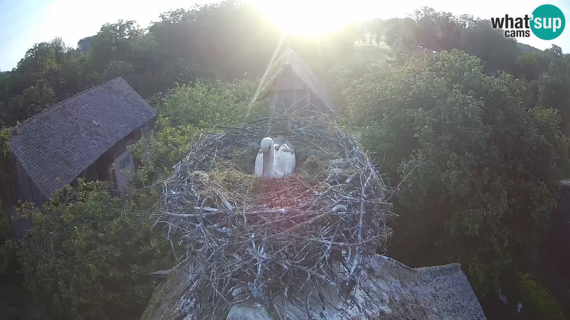 Live webcam European stork village – Lonjsko polje Nature Park