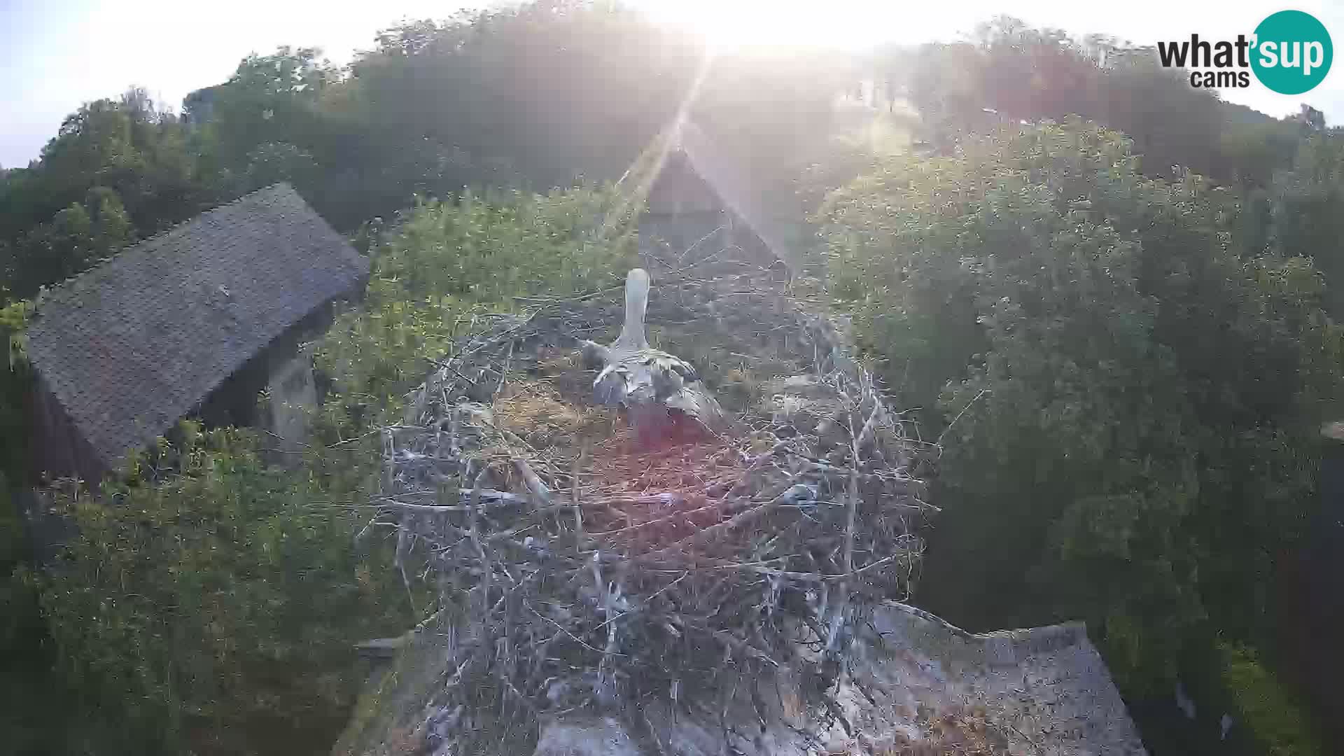 Webcam Europäisches Storchendorf – Naturpark Lonjsko polje
