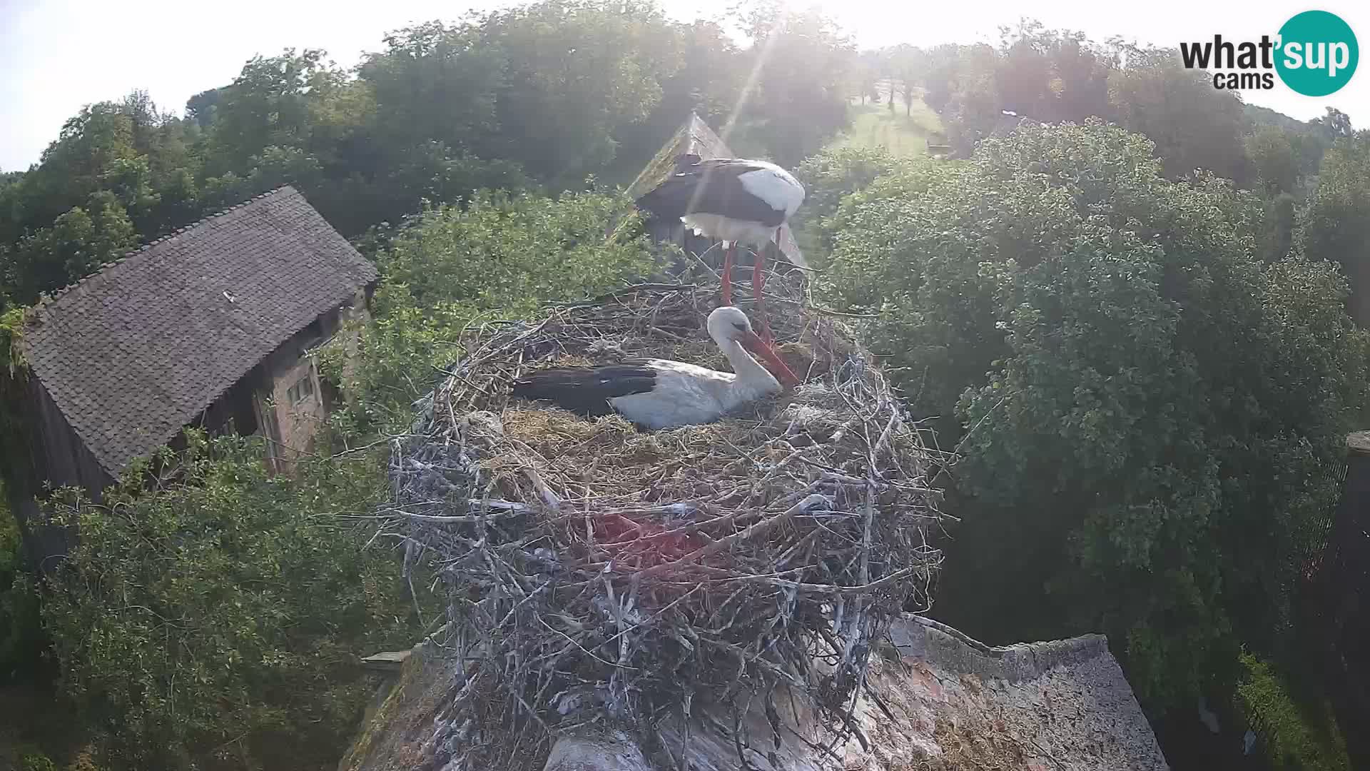 U živo Europsko selo roda – Park prirode Lonjsko polje
