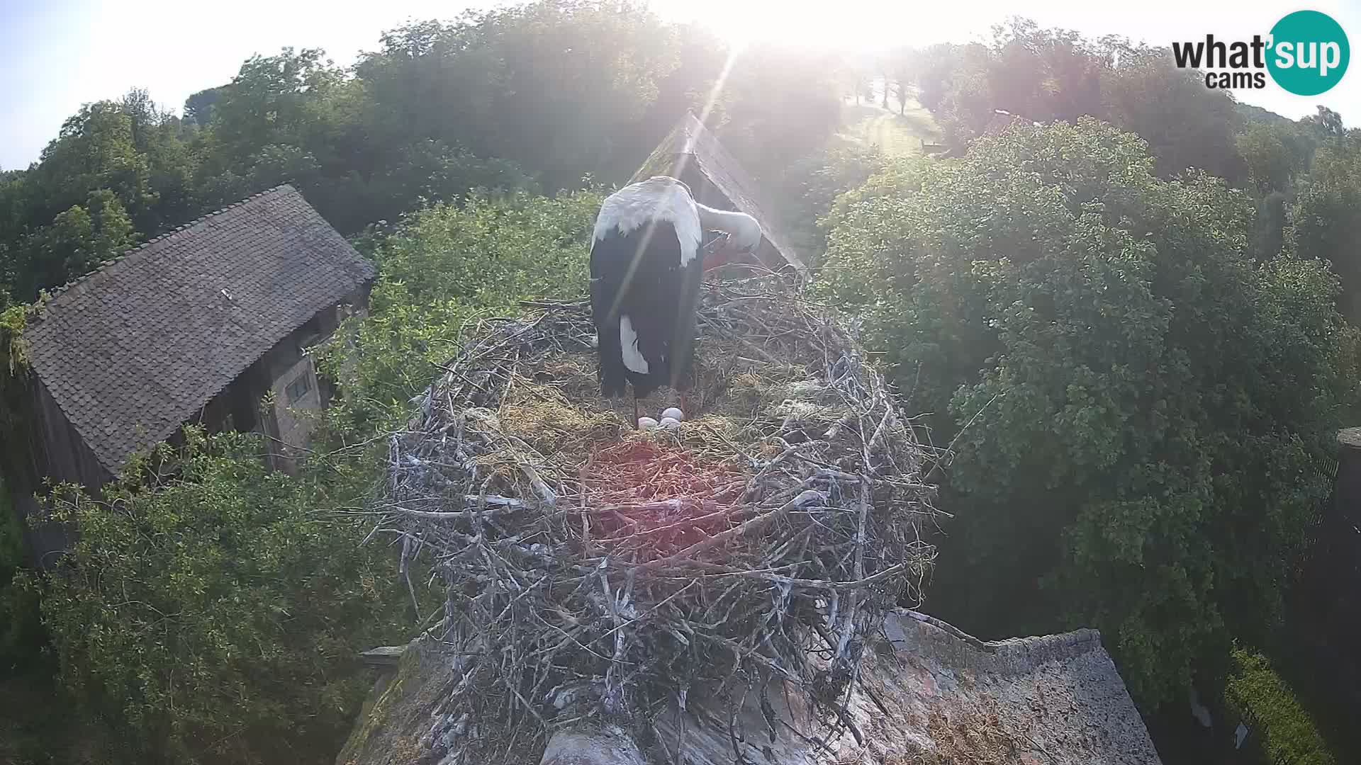 Village européen de cigognes webcam Parc naturel de Lonjsko polje