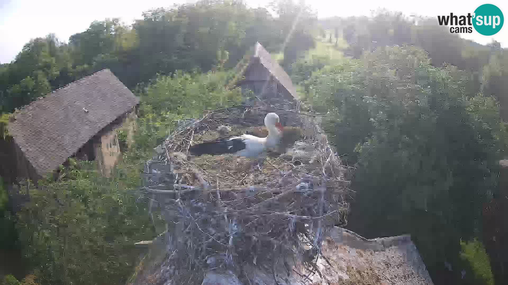 U živo Europsko selo roda – Park prirode Lonjsko polje