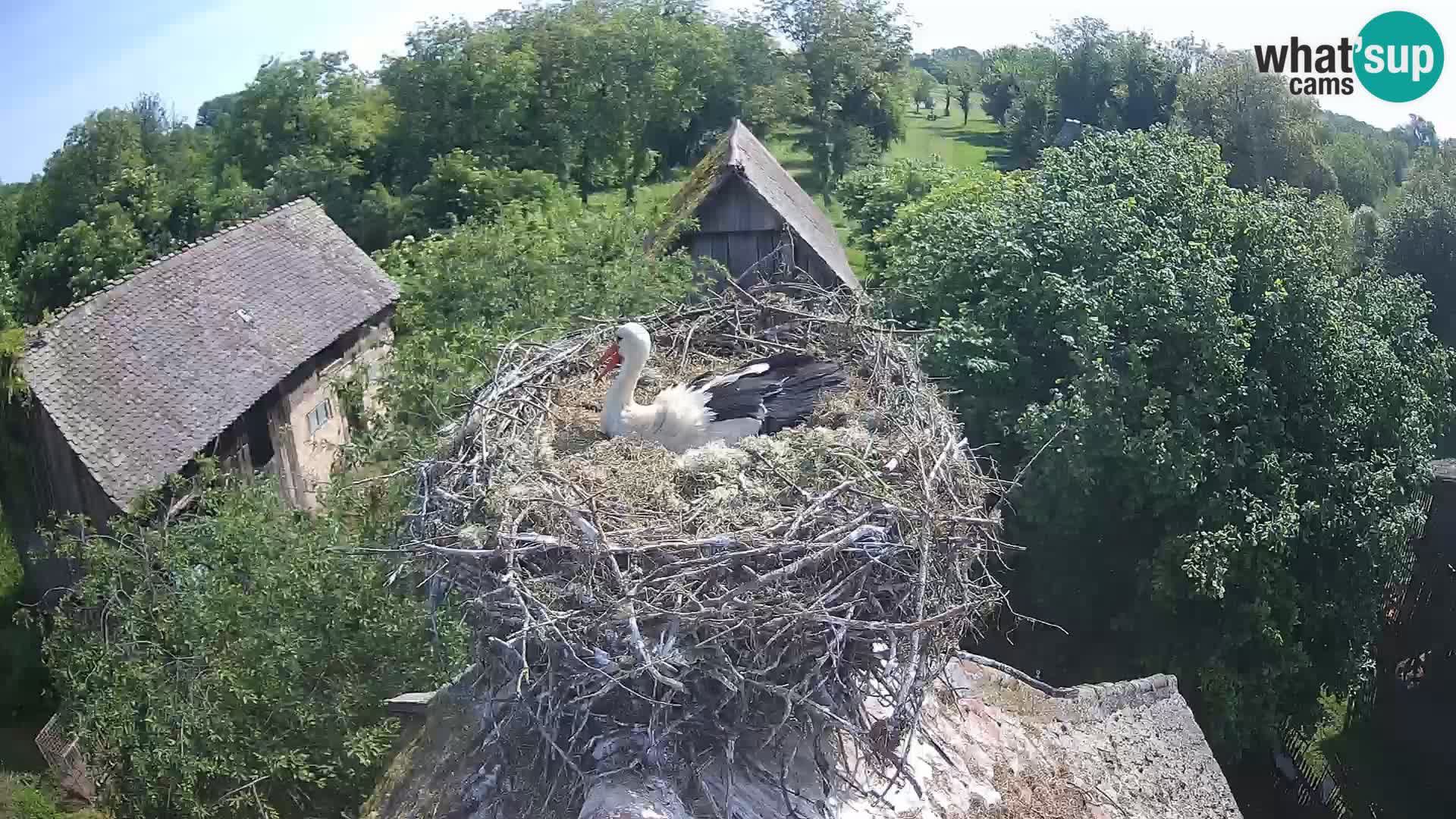 Village européen de cigognes webcam Parc naturel de Lonjsko polje
