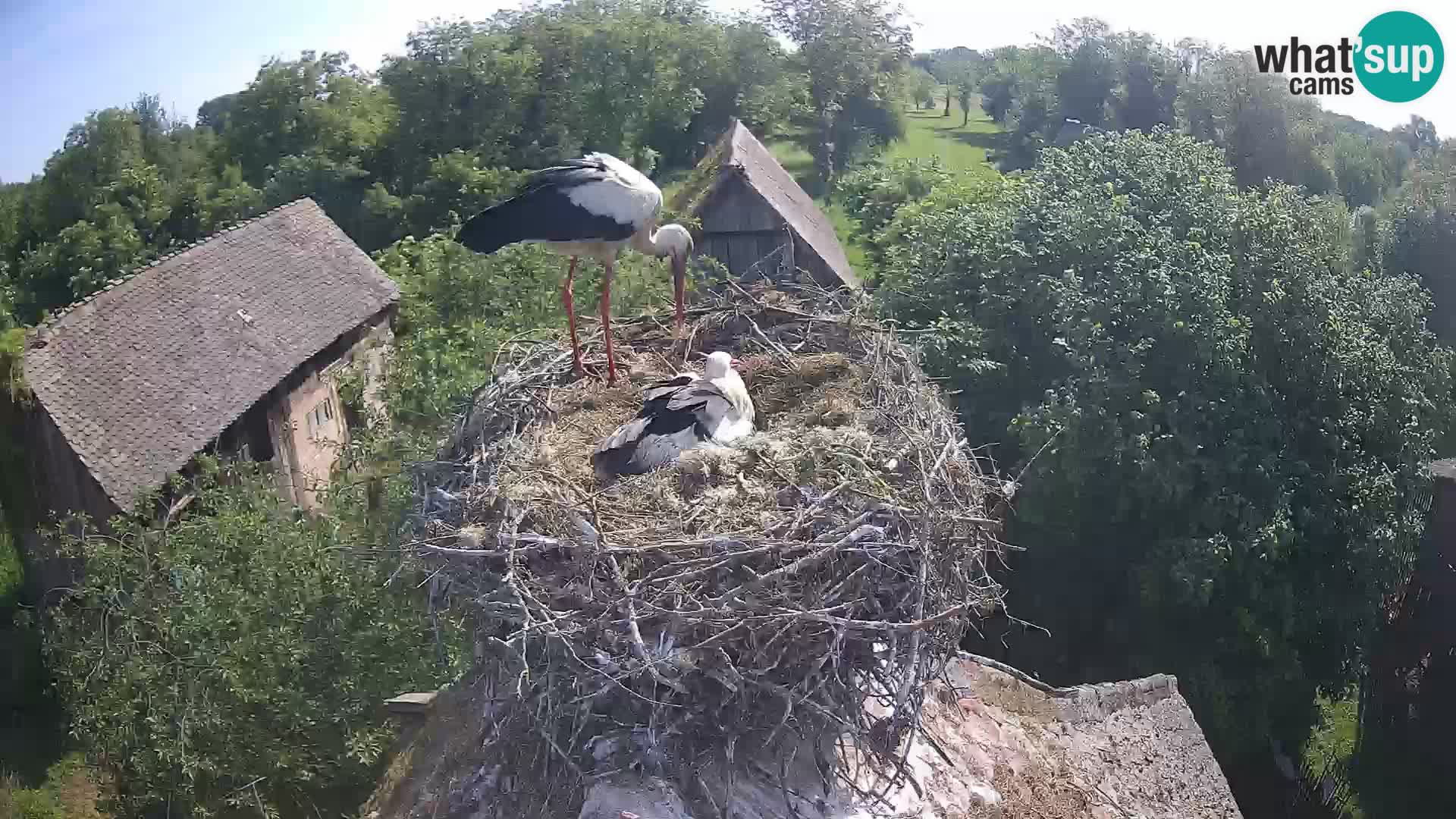 Live webcam European stork village – Lonjsko polje Nature Park