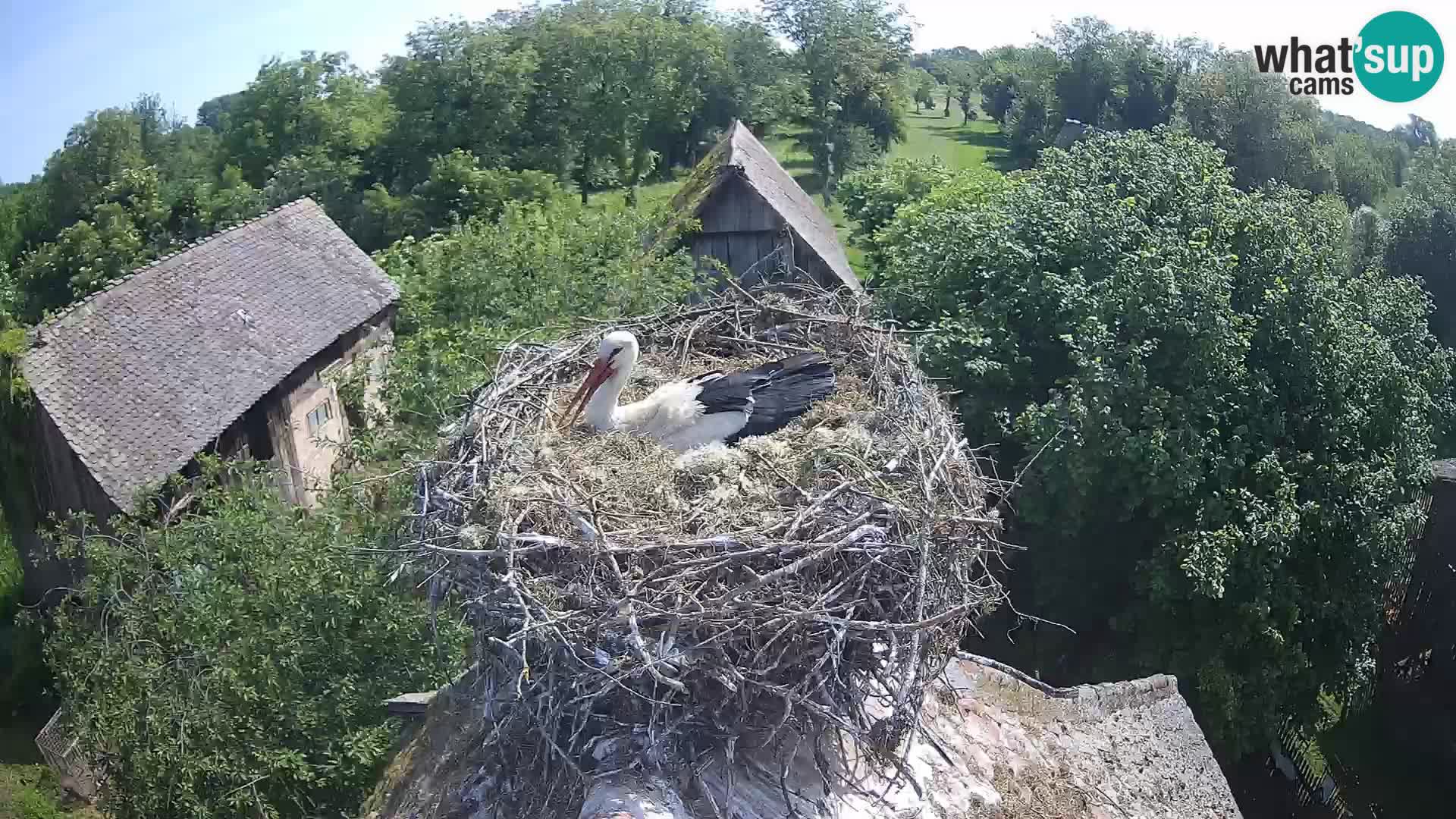 Evropska vas štorklje – Krajinski park Lonjsko polje spletna kamera