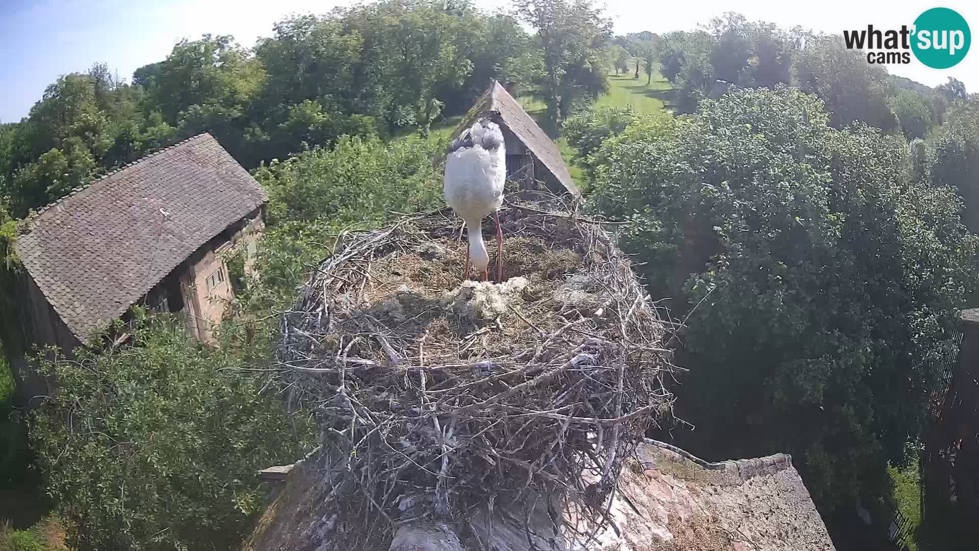 Webcam Europäisches Storchendorf – Naturpark Lonjsko polje