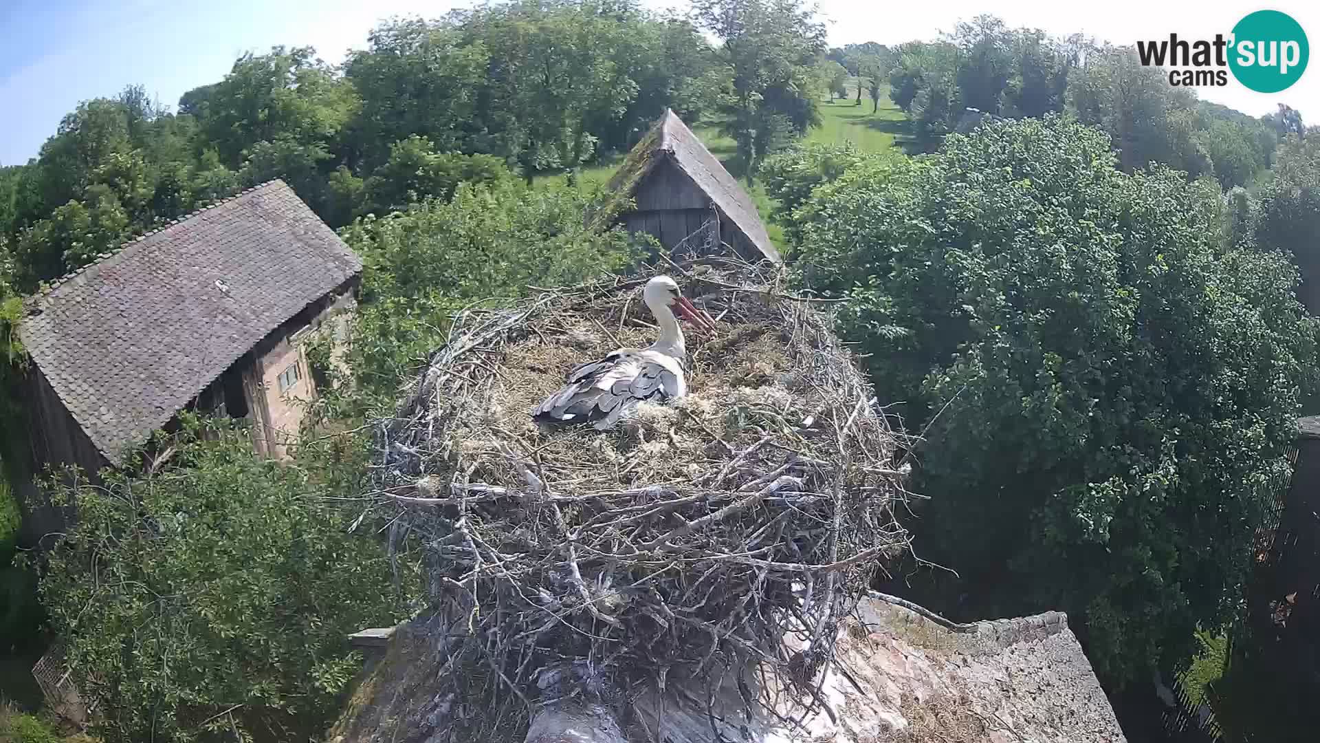 U živo Europsko selo roda – Park prirode Lonjsko polje