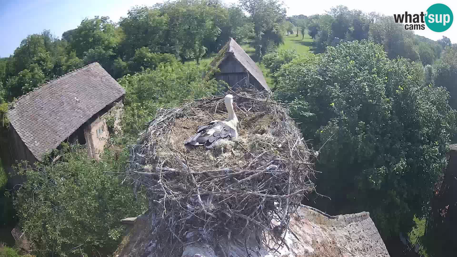 Webcam Europäisches Storchendorf – Naturpark Lonjsko polje