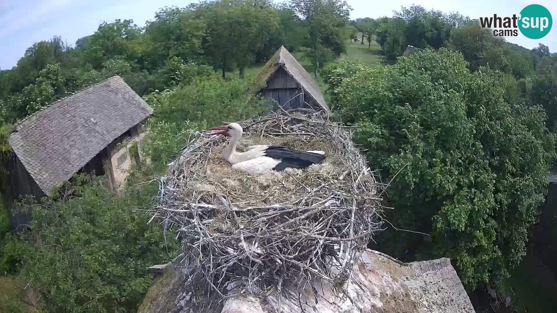 Webcam Europäisches Storchendorf – Naturpark Lonjsko polje