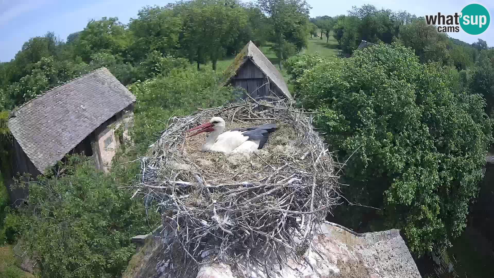 Webcam Europäisches Storchendorf – Naturpark Lonjsko polje