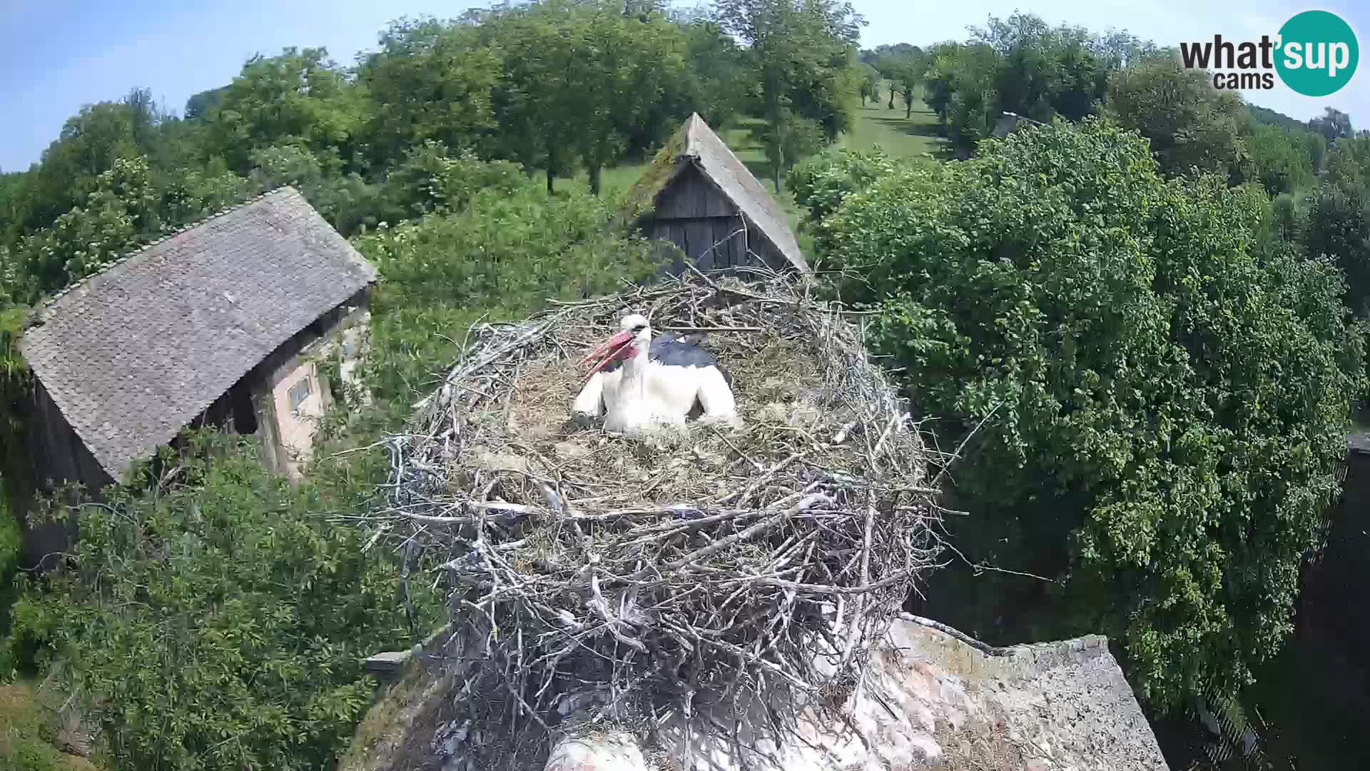 Webcam Europäisches Storchendorf – Naturpark Lonjsko polje