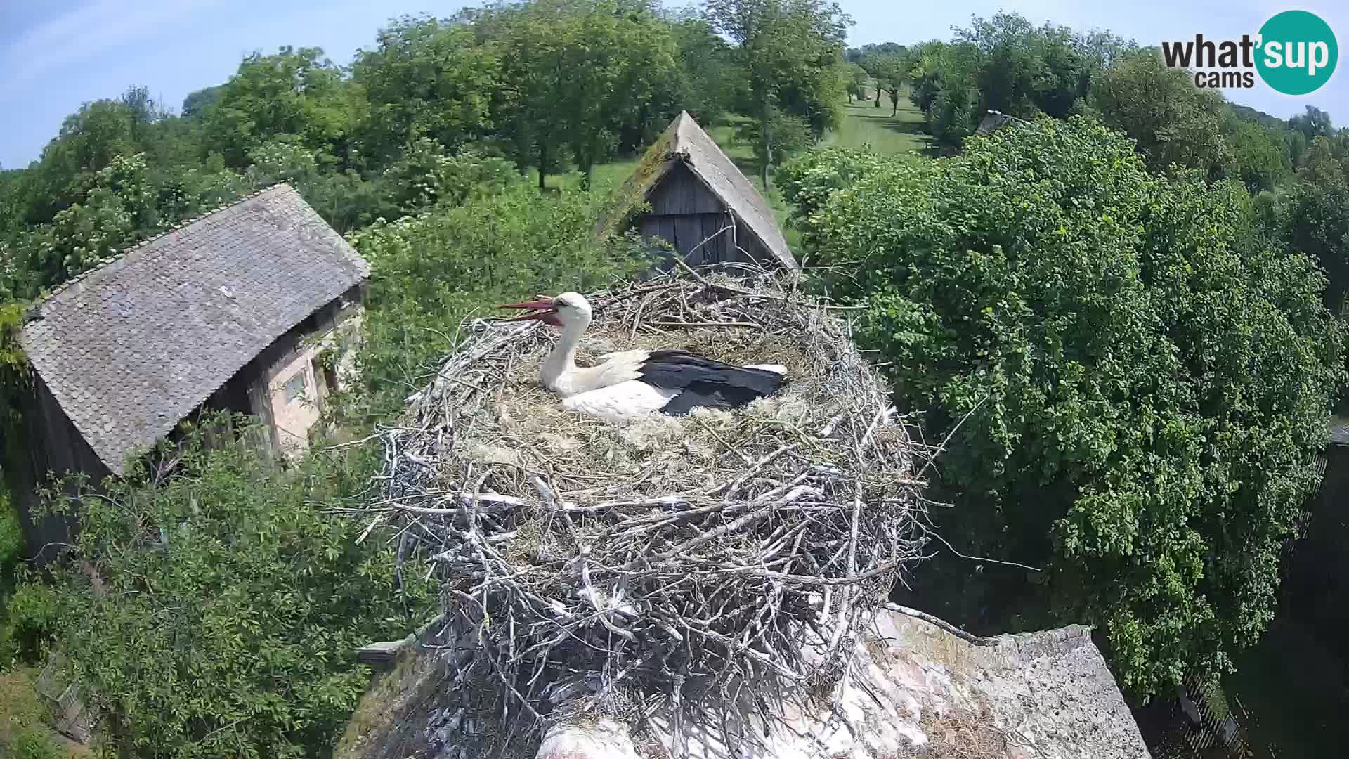 U živo Europsko selo roda – Park prirode Lonjsko polje