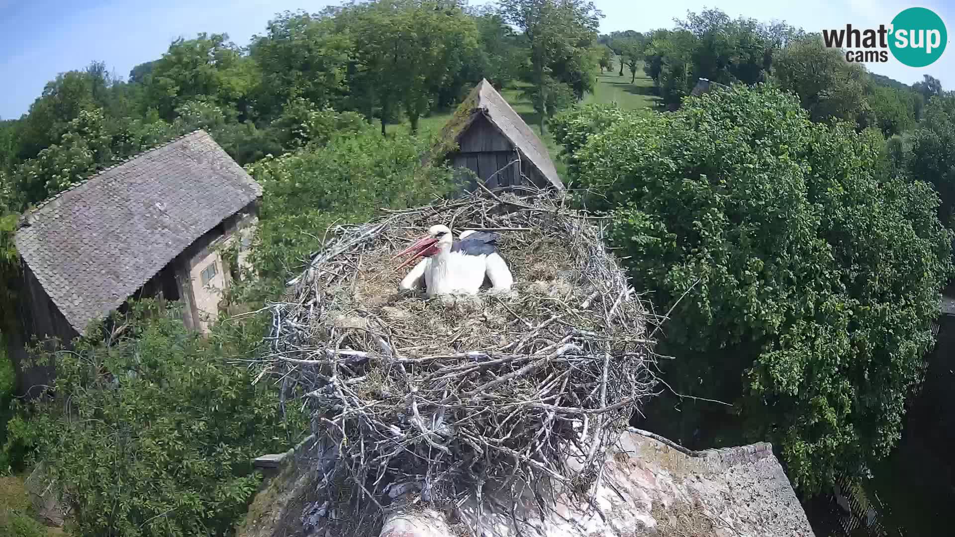 Pueblo europeo de cigüeñas camera en vivo Parque Natural Lonjsko polje