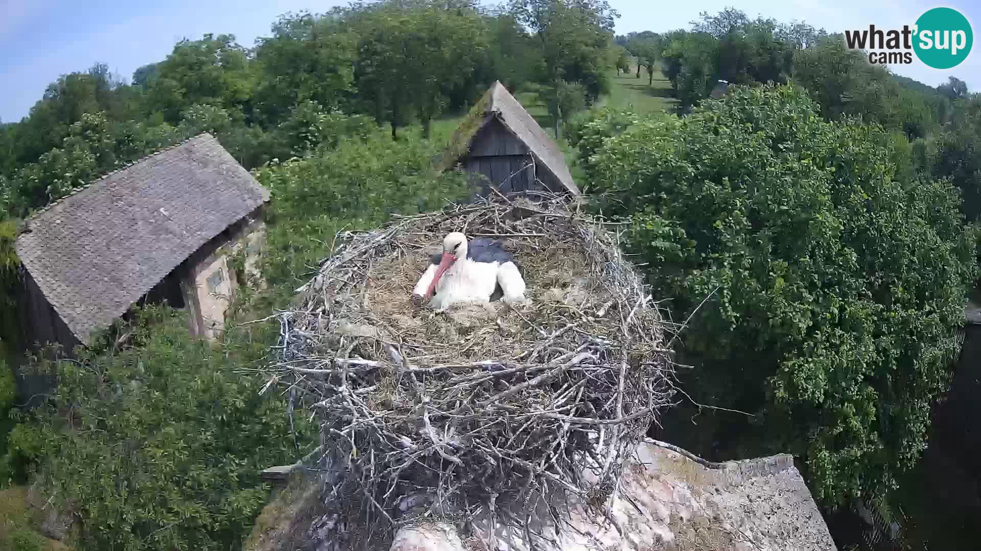 Live webcam European stork village – Lonjsko polje Nature Park