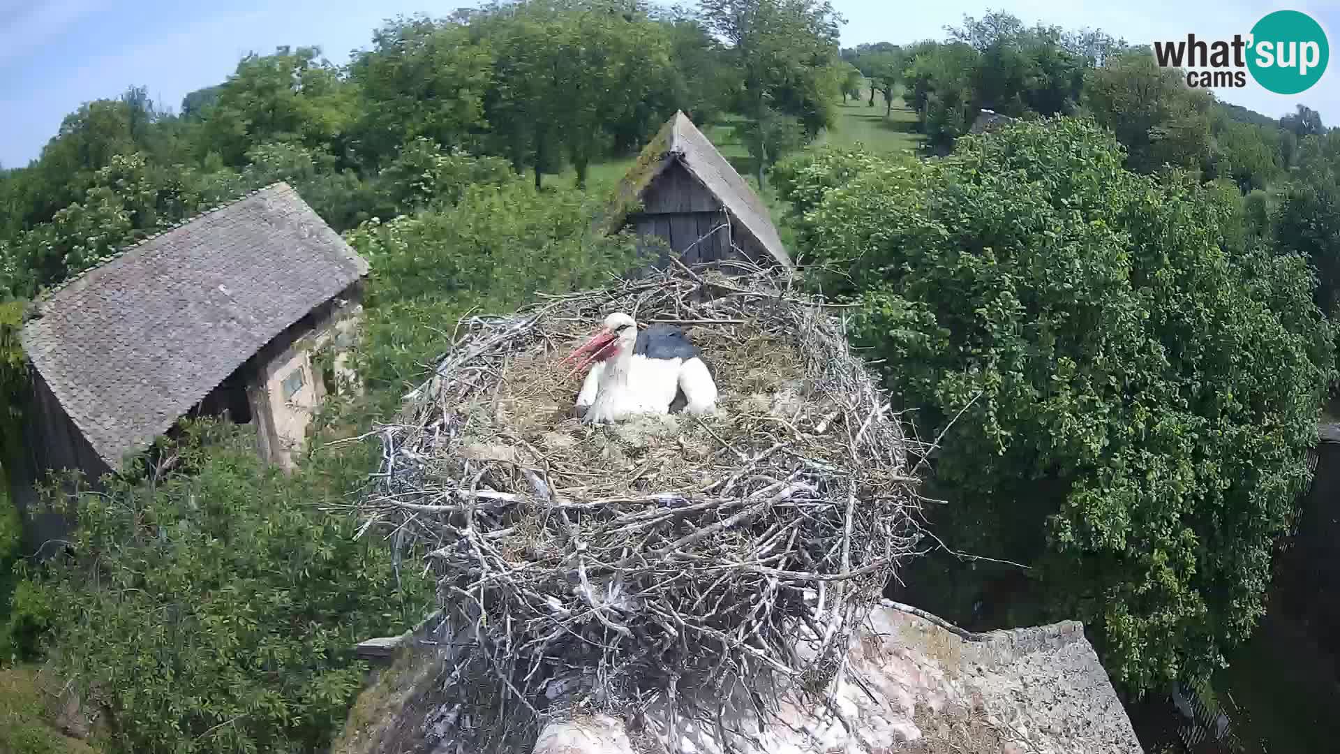 Village européen de cigognes webcam Parc naturel de Lonjsko polje