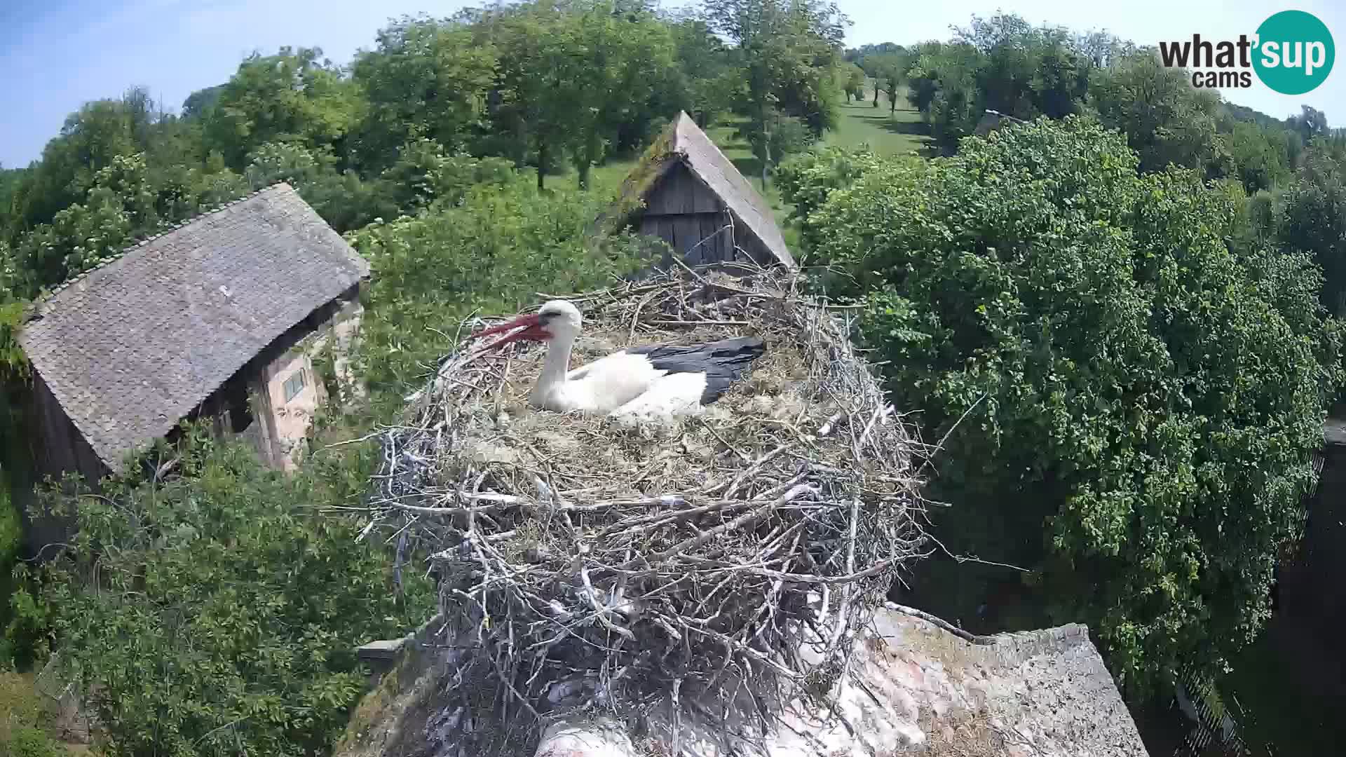 Webcam Europäisches Storchendorf – Naturpark Lonjsko polje
