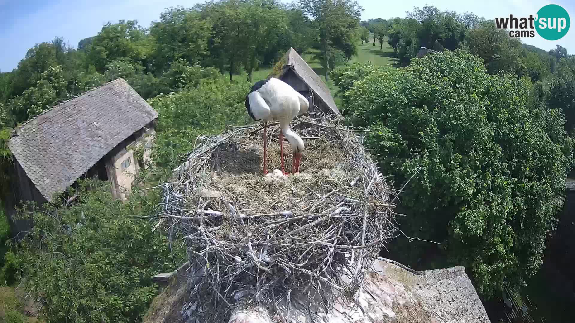 Villaggio delle cicogne europee webcam Parco naturale di Lonjsko polje