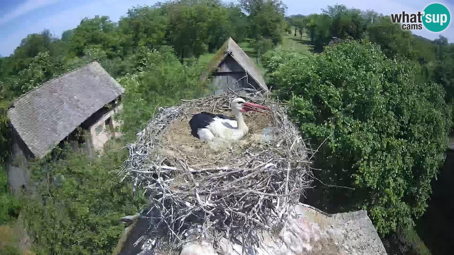 U živo Europsko selo roda – Park prirode Lonjsko polje