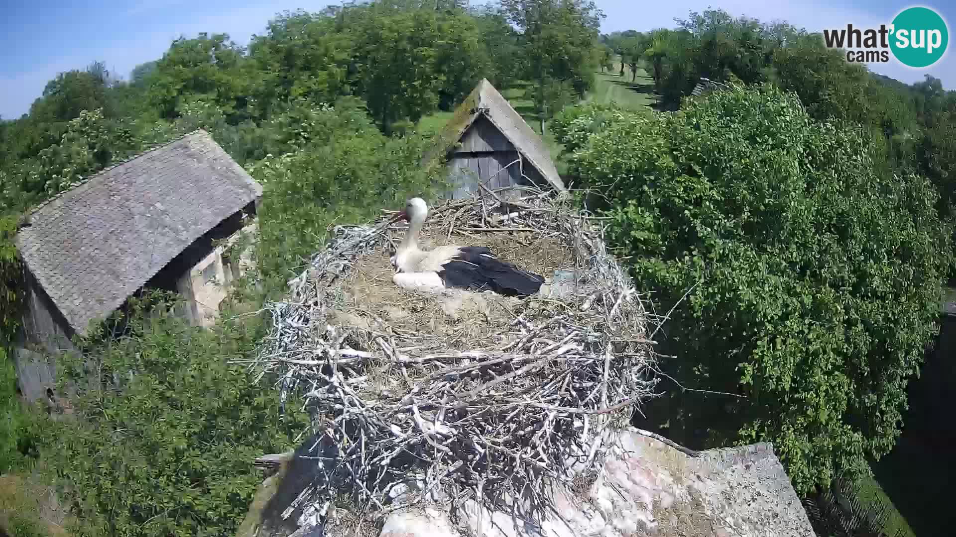 U živo Europsko selo roda – Park prirode Lonjsko polje