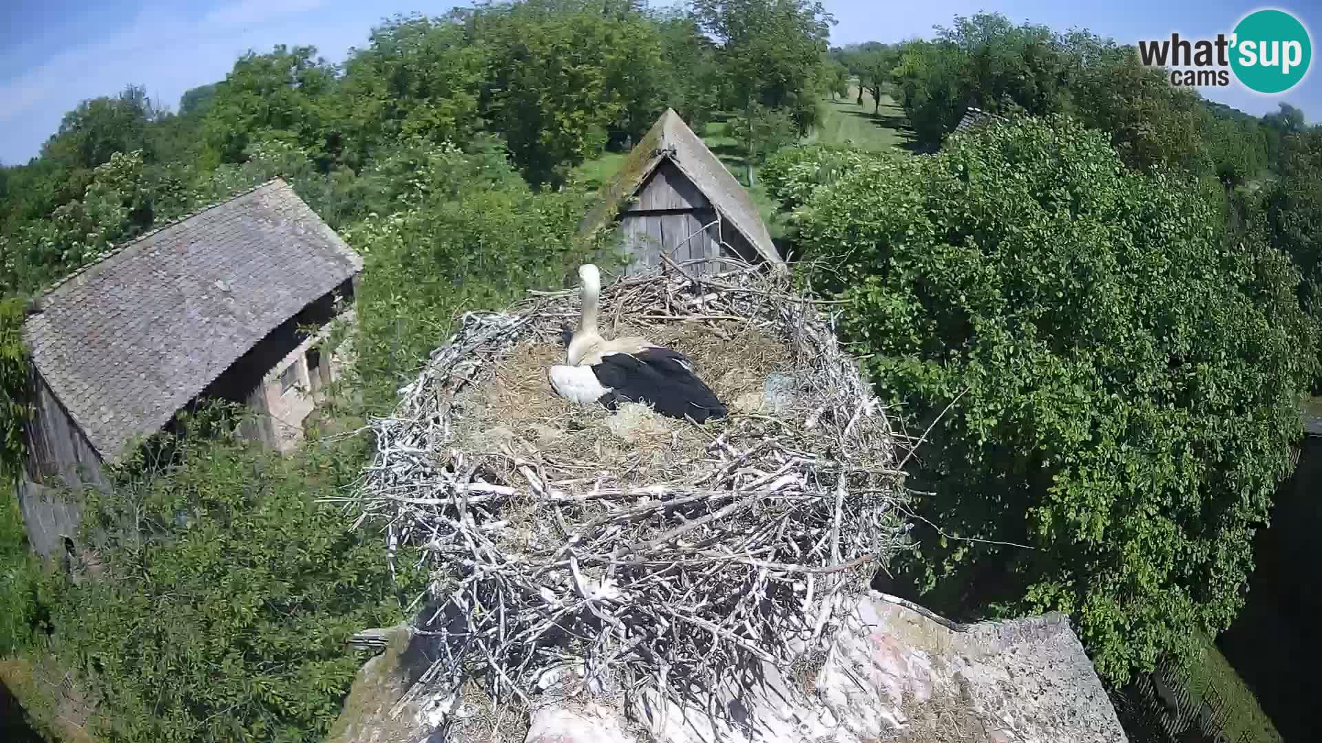 Villaggio delle cicogne europee webcam Parco naturale di Lonjsko polje