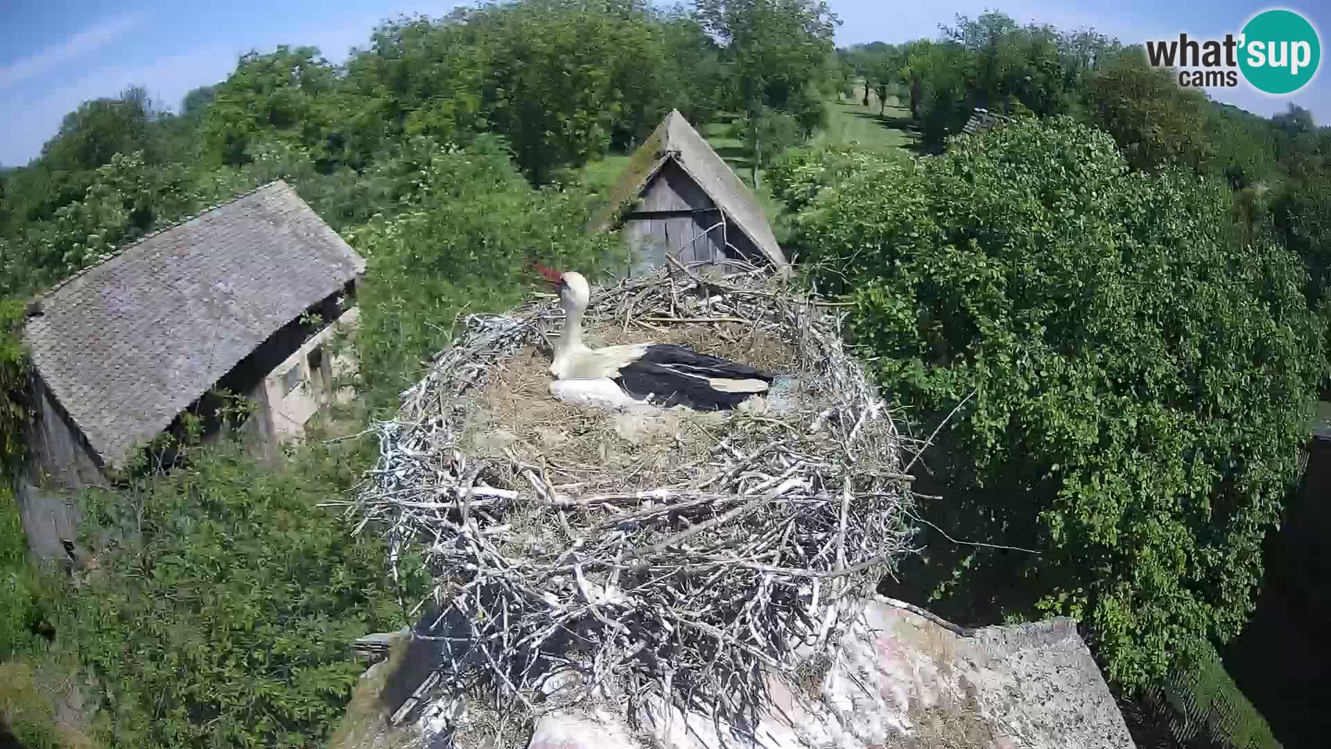 Village européen de cigognes webcam Parc naturel de Lonjsko polje